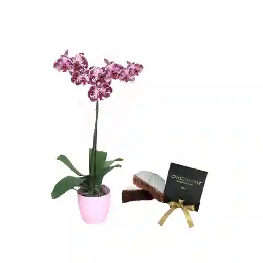 Orquidea Fucsia 1 Tallo Mas Torta Chocoogy