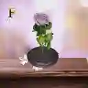Rosa Preservada Lila
