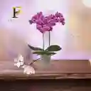 Orquidea Morada Dos Vara