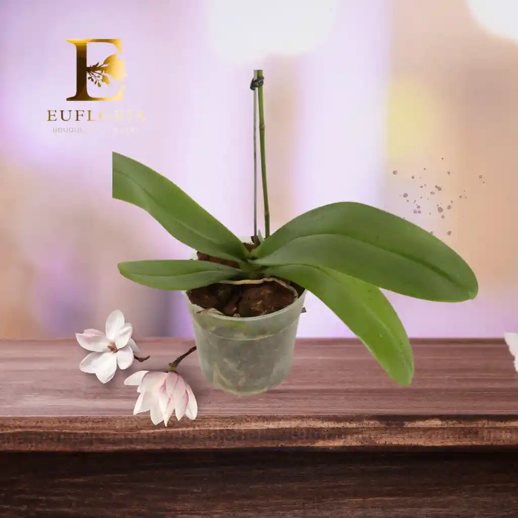 Orquidea Morada Dos Vara