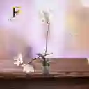 Orquidea Blanca