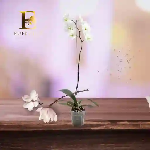 Orquidea Blanca