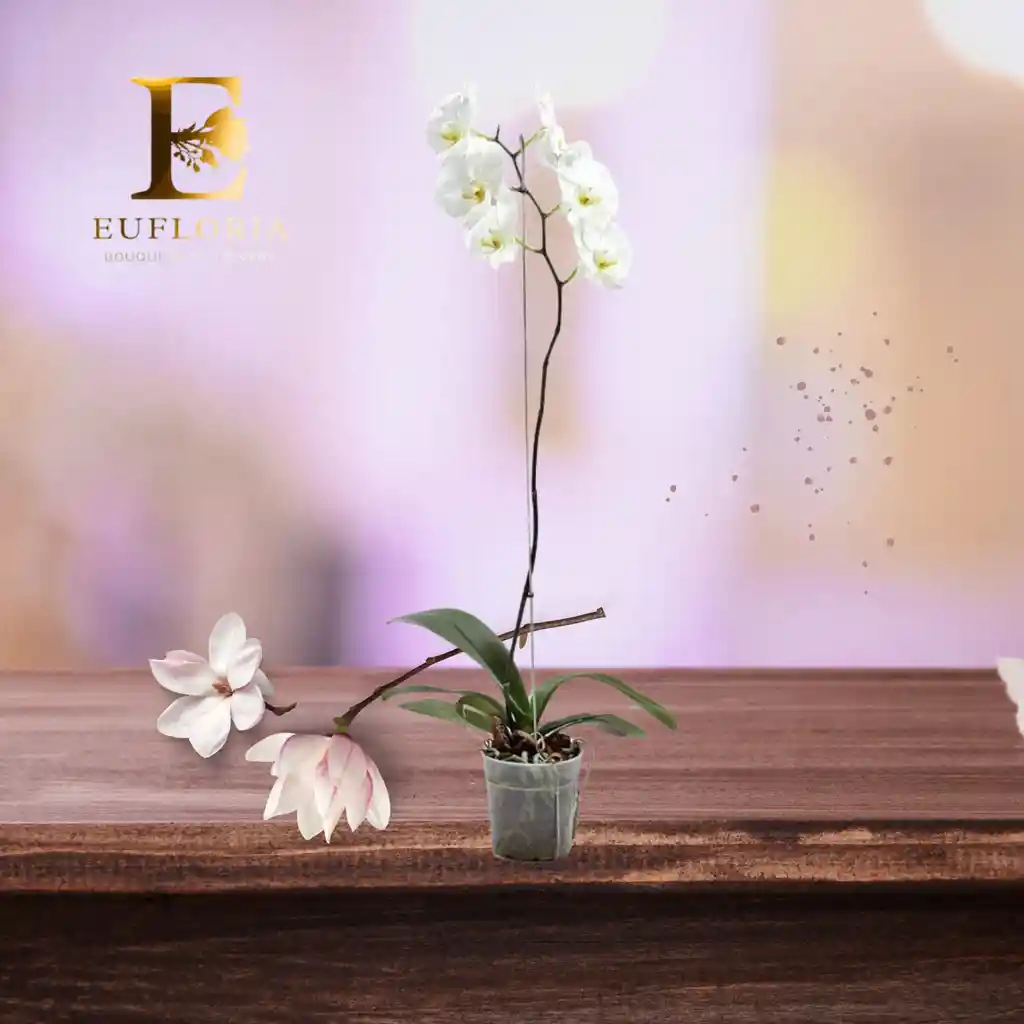 Orquidea Blanca