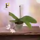 Orquidea Blanca