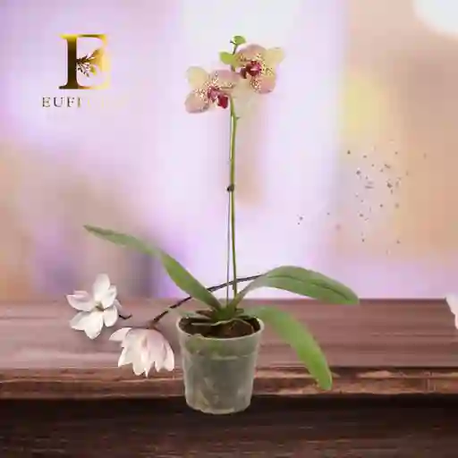 Orquidea Bicolor