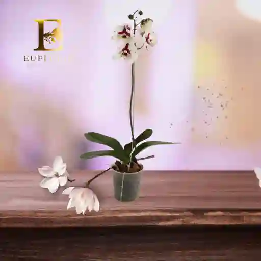 Orquidea Bicolor