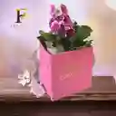 Primavera Madre