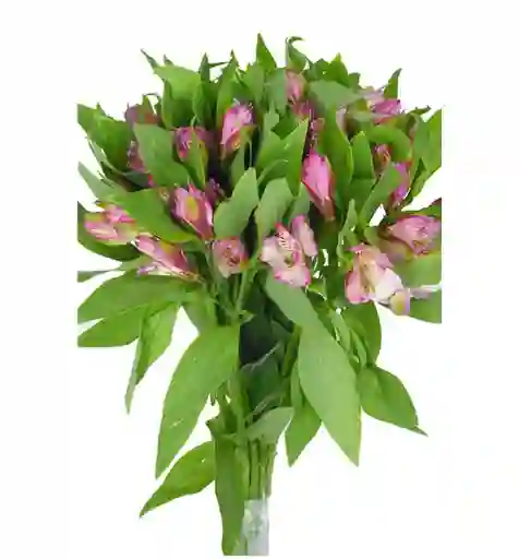 Alstroemeria Rosada Paquete