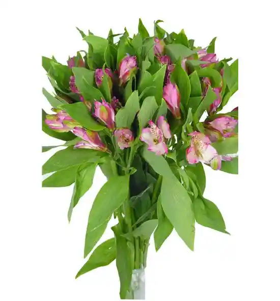 Alstroemeria Rosada Paquete