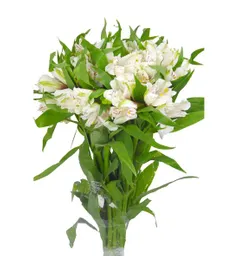 Alstroemeria Blanca Paquete
