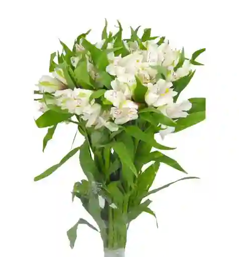 Alstroemeria Blanca Paquete