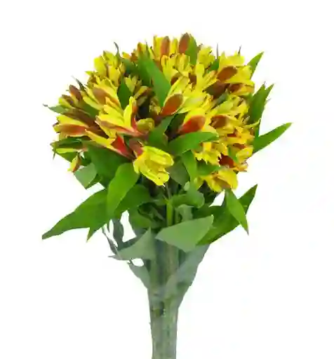 Alstroemeria Amarilla Paquete