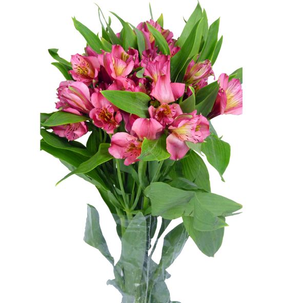 Alstroemeria Fucsia Paquete - Rappi