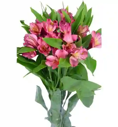 Alstroemeria Fucsia Paquete