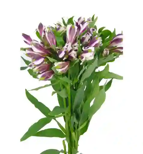 Alstroemeria Morada En Paquete