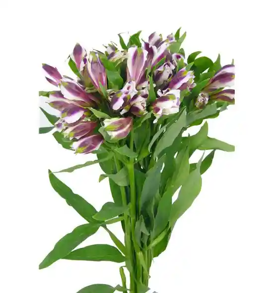 Alstroemeria Morada En Paquete