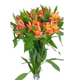 Alstroemeria Narannjado Paquete