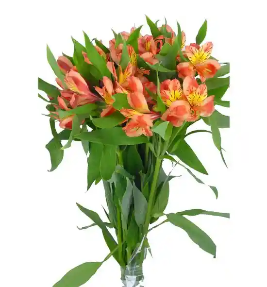 Alstroemeria Narannjado Paquete