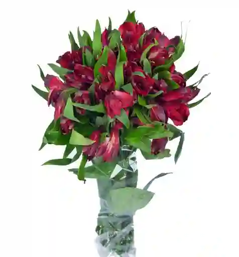 Alstroemeria Roja En Paquete