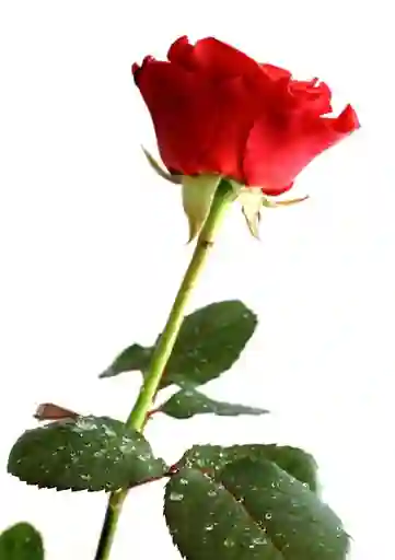 Rosa Roja Unidaad