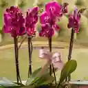 Majestad