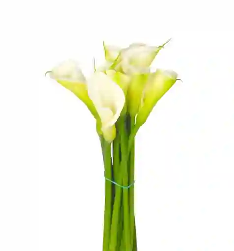 Calas Minis Blancas Paquete