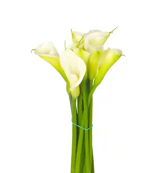 Calas Minis Blancas Paquete