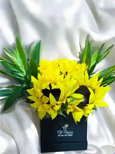 Caja De Girasoles
