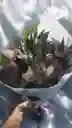 Bouquet De Astromelia Rosada
