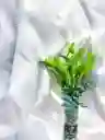 Solitario De Lirios