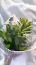 Bouquet De Lirios Con Follaje.