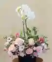 Caja Con Rosa, Margarita, Lirios Y Orquidea