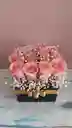 Caja De Rosas Rosadas Con Gypsophila