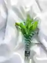 Solitario De Lirios