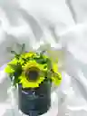 Caja De Girasoles