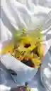 Bouquet De Girasoles