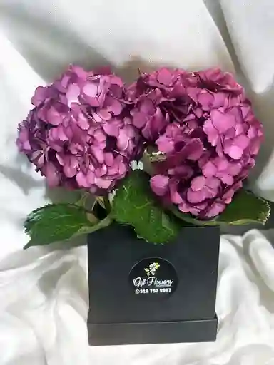 Caja Cuadrada De Hortensias Moradas