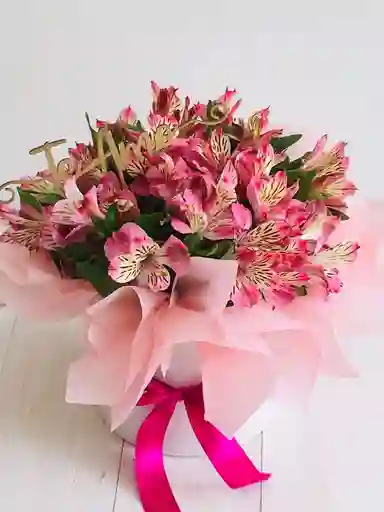 Caja De Astromelia Rosada