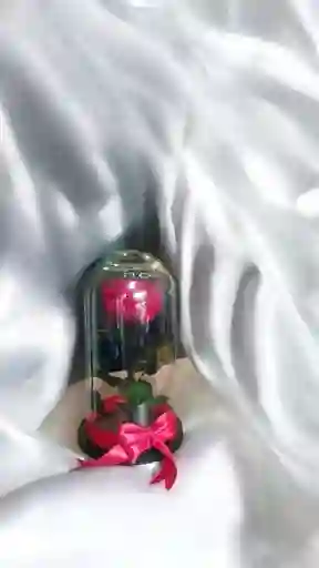 Rosa Preservada En Cúpula.