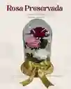 Rosa Preservada Grande Con 3 Rosas