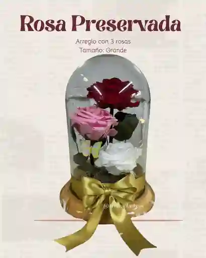 Rosa Preservada Grande Con 3 Rosas