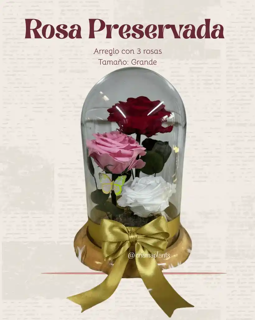 Rosa Preservada Grande Con 3 Rosas