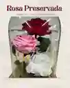 Rosa Preservada Grande Con 3 Rosas