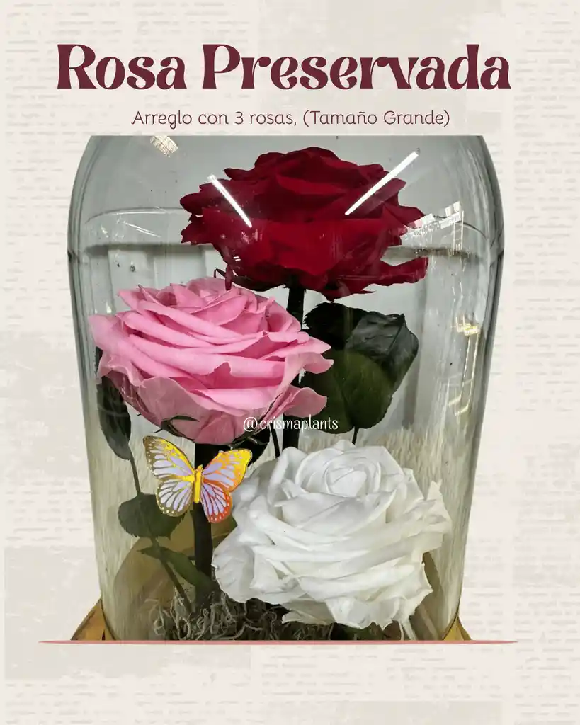 Rosa Preservada Grande Con 3 Rosas