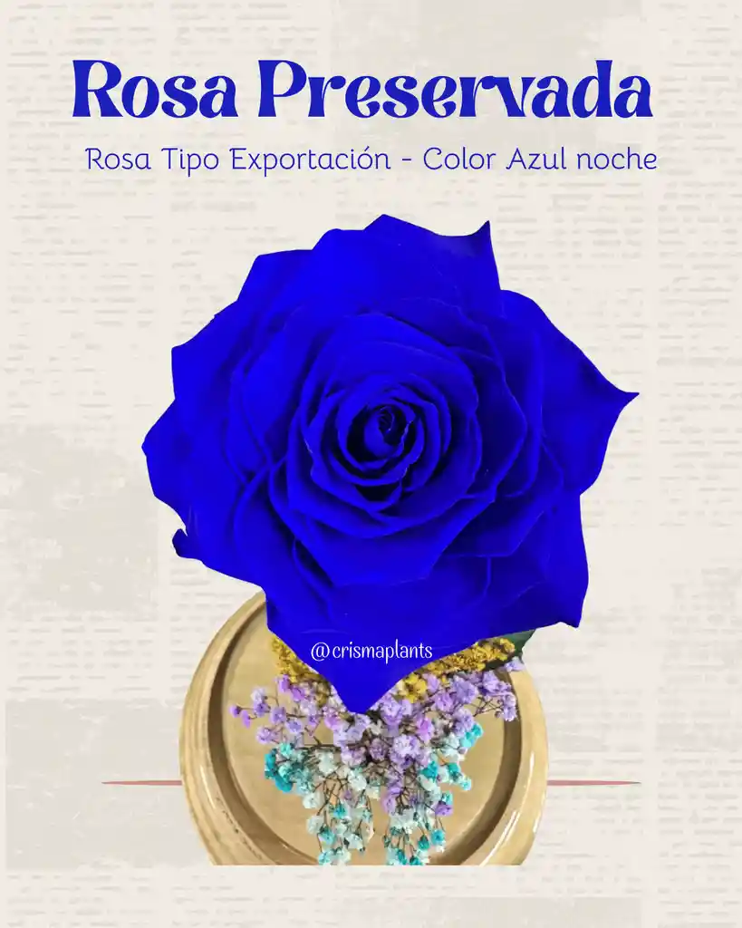 Rosa Preservada Tipo Exportación Color Azul