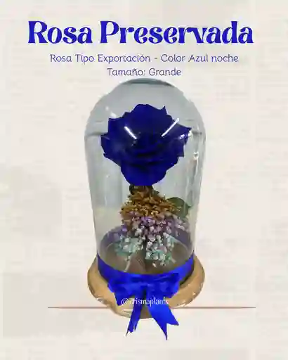 Rosa Preservada Tipo Exportación Color Azul