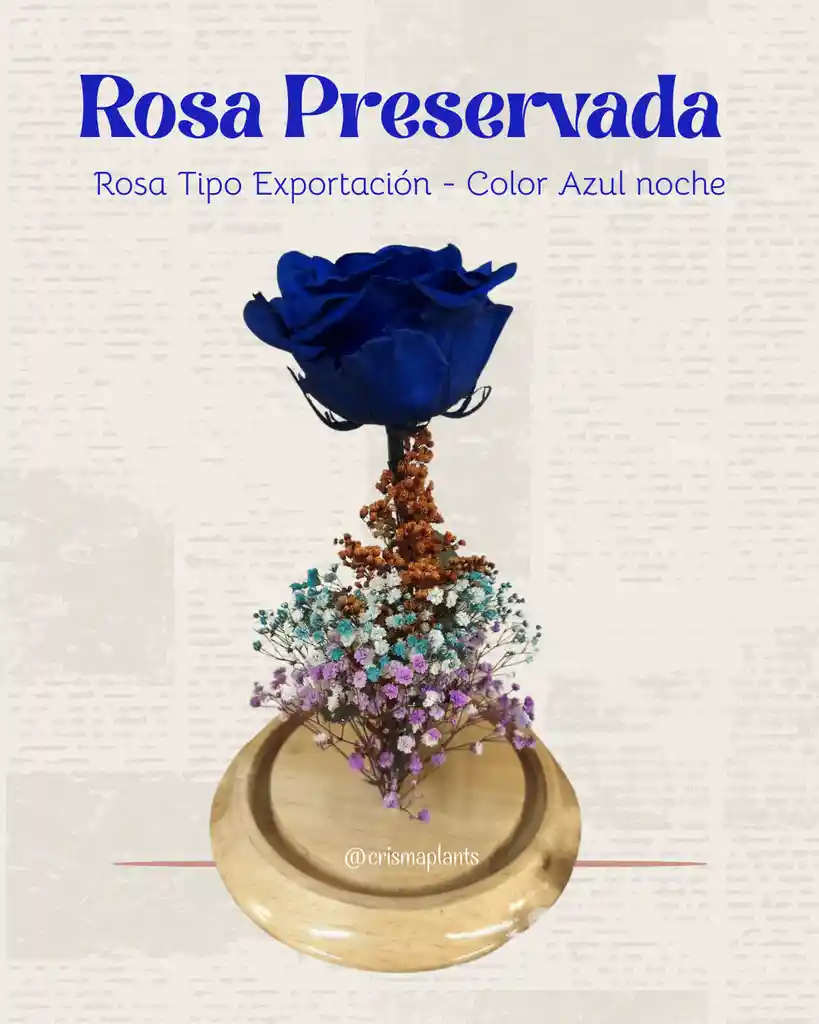 Rosa Preservada Tipo Exportación Color Azul