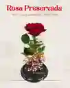 Rosa Preservada Tipo Exportación Color Rojo