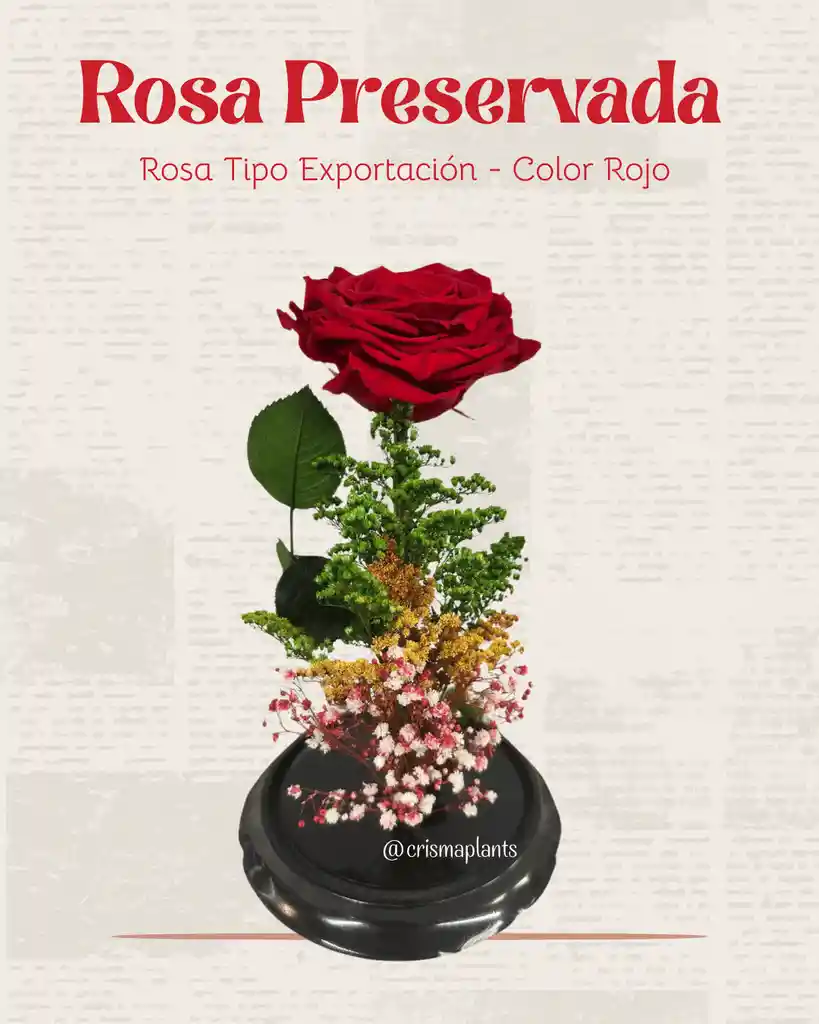 Rosa Preservada Tipo Exportación Color Rojo