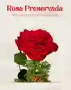 Rosa Preservada Tipo Exportación Color Rojo